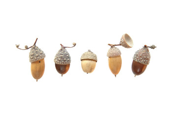 Set of acorns isolated on white background. Collection of different cute acorns with amazing hats. - obrazy, fototapety, plakaty