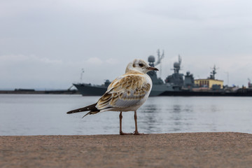 A seagull stands on the embankment of the bay against the background of warships