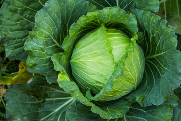 green cabbage head in the garden 