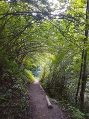 Verzauberter Pfad durch den Wald