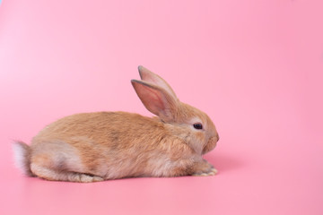 rabbit on pink background