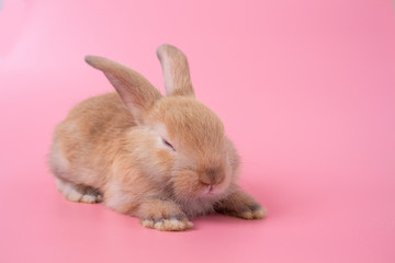 rabbit on pink background