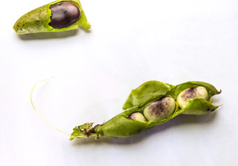 Background on a light surface. Drawing of bean pods. A pod with a green tail.