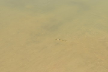 A small fish is swimming on the top of the water alone
