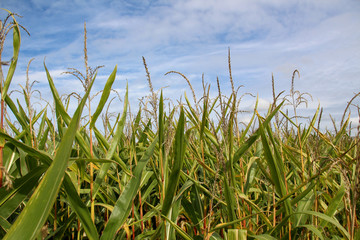 Green field of corn growing up in summer