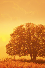 Naklejka na ściany i meble Lonely tree stands on a grassland in the morning mist.
