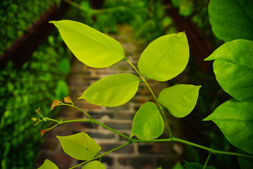 Fototapeta na wymiar closeup of fresh green leaves with blur background