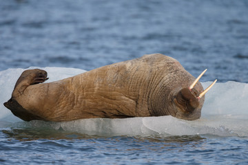 Walrus or Walruses on ice or on land at Spitsbergen