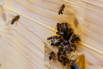 Honey bees. Bee apiary, the work of the bee family in the summer.  Bees gathered at the entrance to the hive. Selective focus.