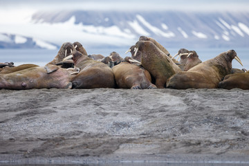 Fototapeta premium Walrus or Walruses on ice or on land at Spitsbergen