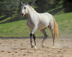 Obraz na płótnie Canvas beautiful white horse trotting