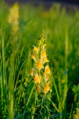 wildflowers, toadflax, ethnoscience, traditional medicine