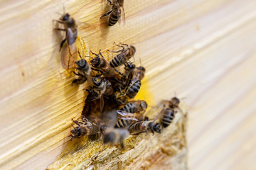 Honey bees. Bees gathered at the entrance to the hive. Bee apiary, the work of the bee family in the summer.Selective focus.