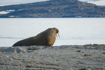 Walrus and walruses on ice or land at Spitsbergen