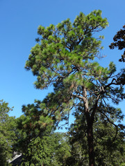 Tall pine trees against a blue sky
