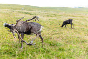 The Cairngorm Reindeer Herd is free-ranging herd of reindeer in the Cairngorm mountains in Scotland.