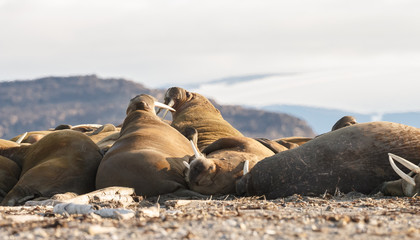 Fototapeta premium Walrus and walruses on ice or land at Spitsbergen