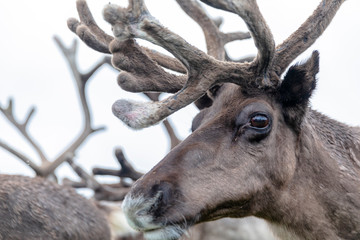 The Cairngorm Reindeer Herd is free-ranging herd of reindeer in the Cairngorm mountains in Scotland.