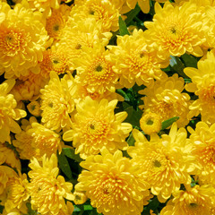 vibrant yellow chrysanthemums top view close up, natural background