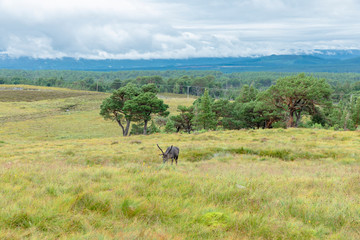 The Cairngorm Reindeer Herd is free-ranging herd of reindeer in the Cairngorm mountains in Scotland.