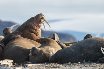 Walrus and walruses on ice or land at Spitsbergen