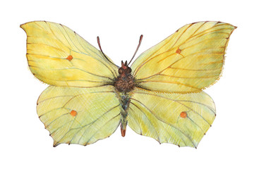 Yellow butterfly - lemongrass (buckthorn) Performed by watercolor and colored pencils