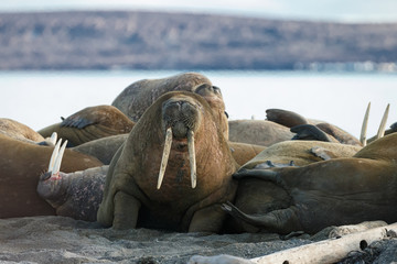 Walrus and walruses on ice or land at Spitsbergen