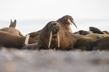 Walrus and walruses on ice or land at Spitsbergen