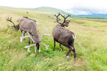 Naklejka na ściany i meble The Cairngorm Reindeer Herd is free-ranging herd of reindeer in the Cairngorm mountains in Scotland.