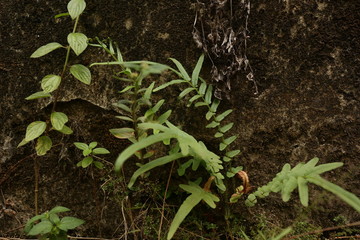 The old wall, which has a layer of cement peeled off, shows the bricks. Close-up of plant growth on cracked and mossy old cement walls. Incredible background with open space for text or as a vintage