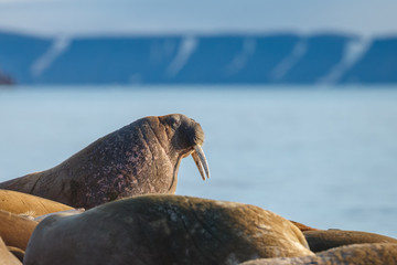 Walrus and walruses on ice or land at Spitsbergen