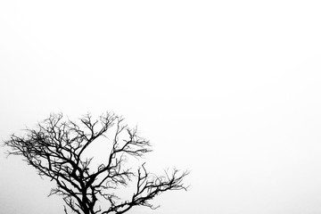 silhouette of a tree on white background