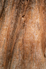 Obraz premium The bark of an old sequoia with cracks