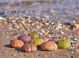 variety of colorful sea urchins on the beach and sea waves on the background