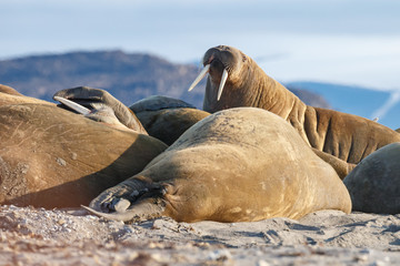 Walrus and walruses on ice or land at Spitsbergen