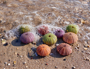 variety of colorful sea urchins on the beach and sea waves on the background