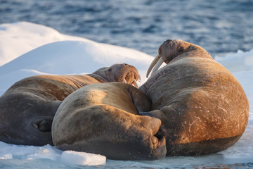 Fototapeta premium Walrus and walruses on ice or land at Spitsbergen