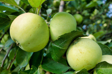 Apples on the branches. Apple tree in the summer season