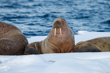 Walrus and walruses on ice or land at Spitsbergen