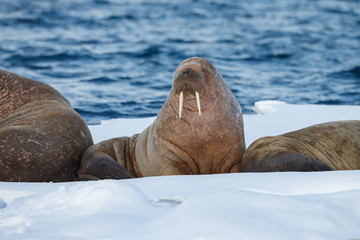 Fototapeta premium Walrus and walruses on ice or land at Spitsbergen