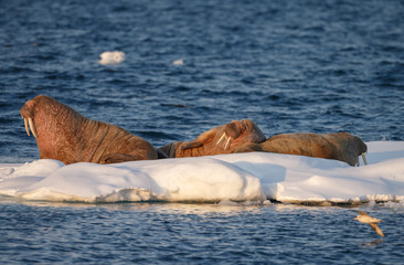 Walrus and walruses on ice or land at Spitsbergen