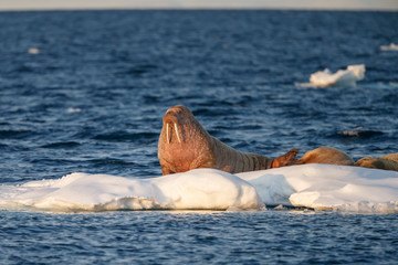 Walrus and walruses on ice or land at Spitsbergen