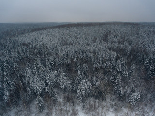 stunning panorama of the winter forest, conifers with snow, aerial view from a flying drone, shooting from a copter, Moscow Region, Russia