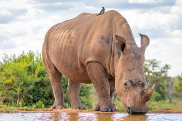 Portrait of a white rhinoceros (Ceratotherium simum) drinking water, Welgevonden Game Reserve, South Africa.