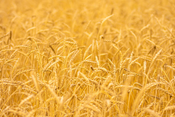 ears of wheat swaying in the wind in a summer meadow on a sunny day