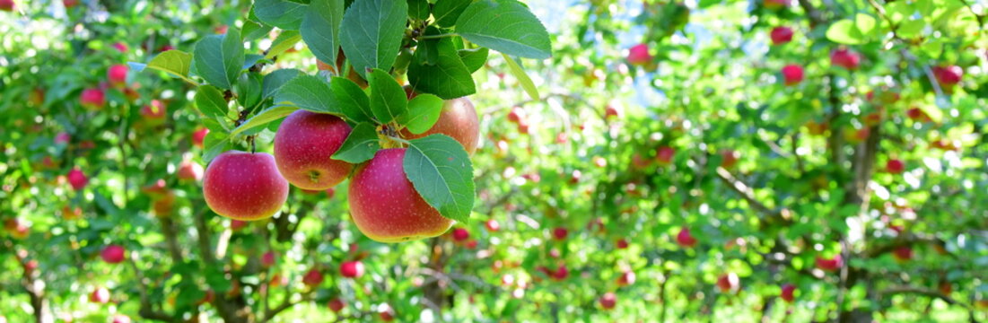 Reife rote Äpfel - Apfelwiesen in Südtirol kurz vor der Apfelernte