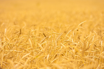 ears of wheat swaying in the wind in a summer meadow on a sunny day