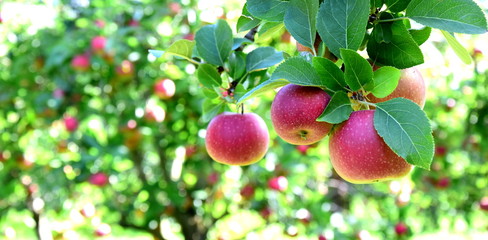 Reife rote Äpfel - Apfelwiesen in Südtirol kurz vor der Apfelernte