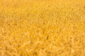 ears of wheat swaying in the wind in a summer meadow on a sunny day