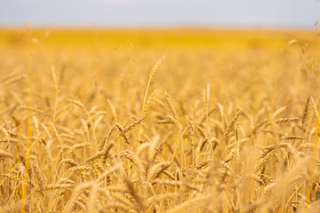 ears of wheat swaying in the wind in a summer meadow on a sunny day